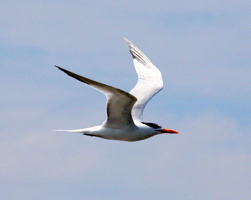 Royal tern near Port Fourchon Royal tern near Port Fourcho… Flickr
