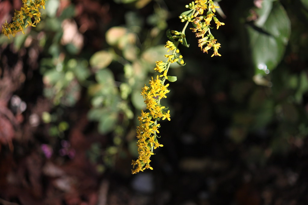 Goldenrod Goldenrod near lowwater bridge at Ponca, Arkans… Flickr