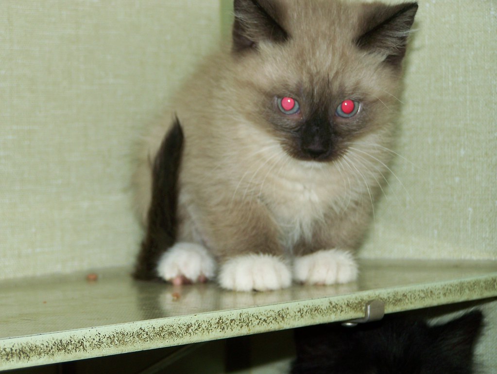 clover litter_1850 This scared feral kitty was trapped and… Flickr