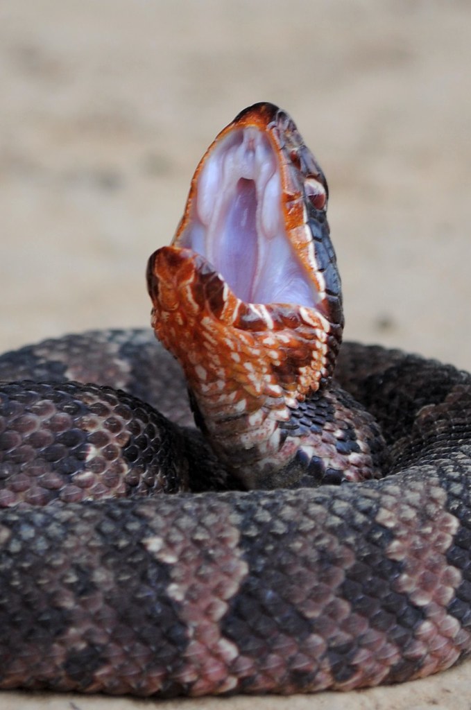 Western Cottonmouth 7 Fang Sheaths Agkistrodon piscivoro… Flickr