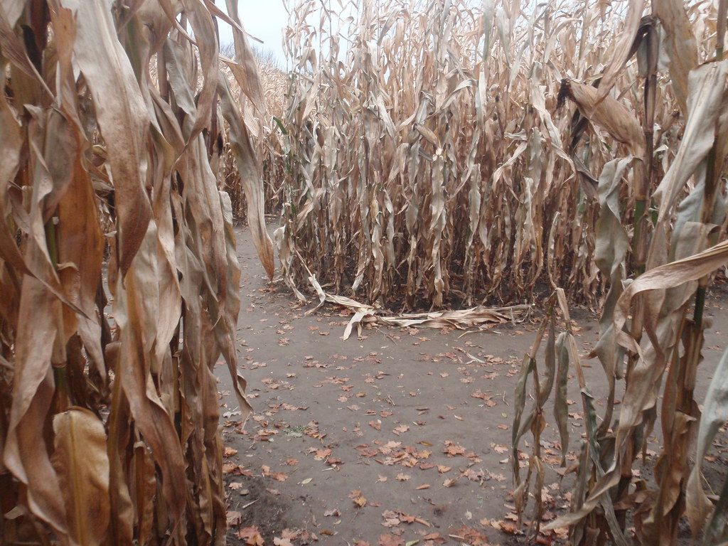 Corn Maze Anthony Easton Flickr