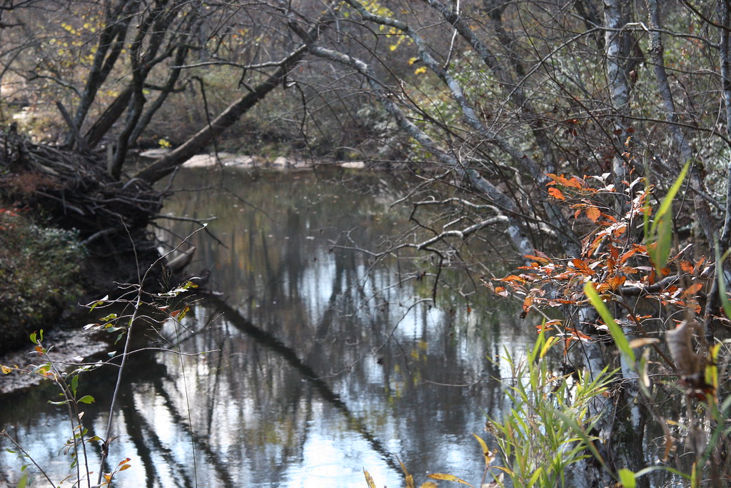 Shoal Creek (5) Credit Stacy Shelton/USFWS Date Nov. 6, … U.S