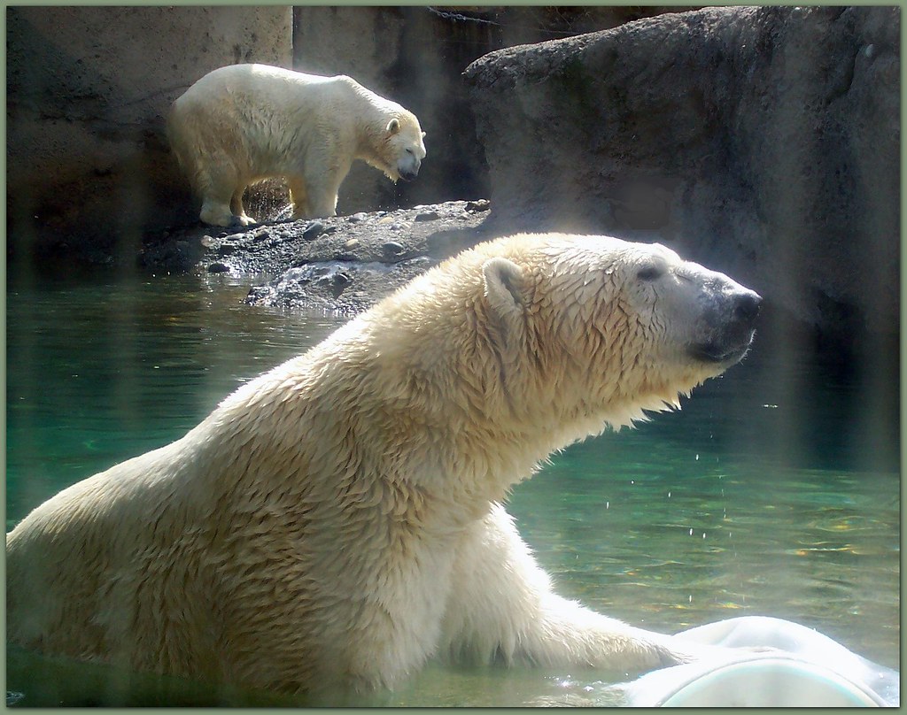 Polar Bears Pt. Defiance Zoo & Aquarium Wa. 9/5