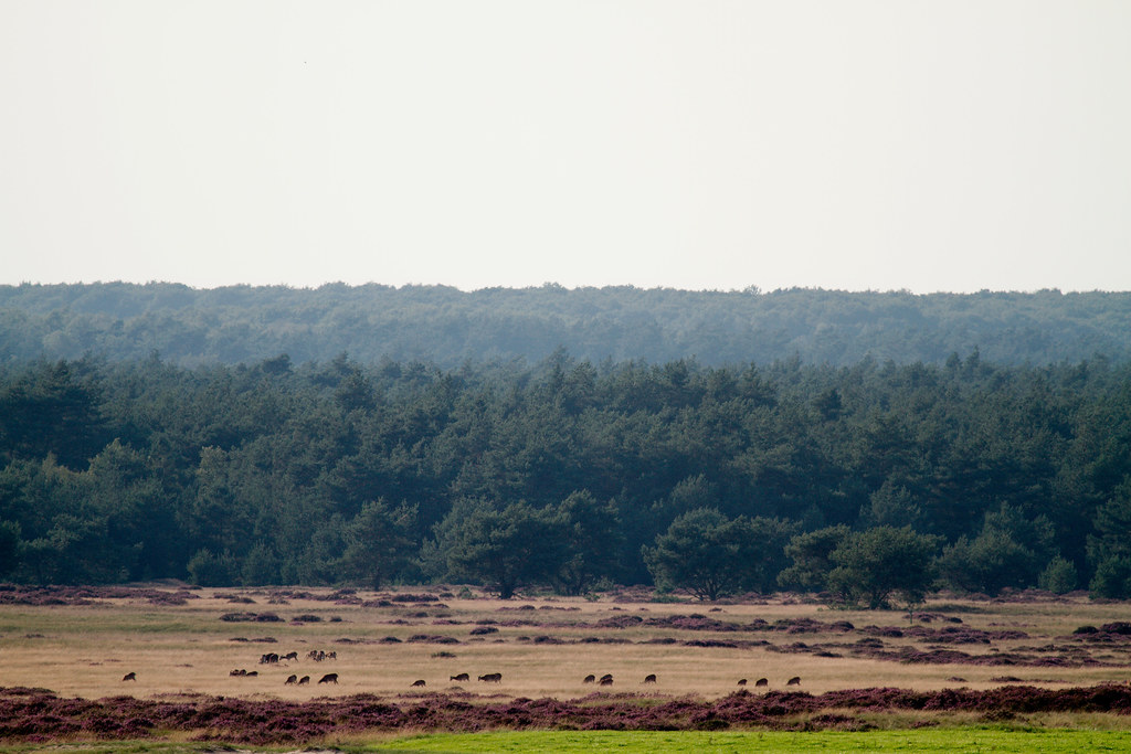 Nationaal Park De Hoge Veluwe Nationaal Park De Hoge Veluw… Flickr