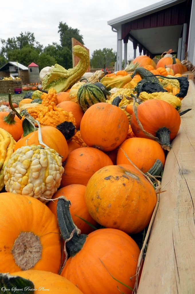 Papa's Pumpkin Patch, Bismarck, North Dakota Papa's Pumpki… Flickr Papa's Pumpkin Patch, Bismarck, North Dakota Papa's Pumpki… Flickr