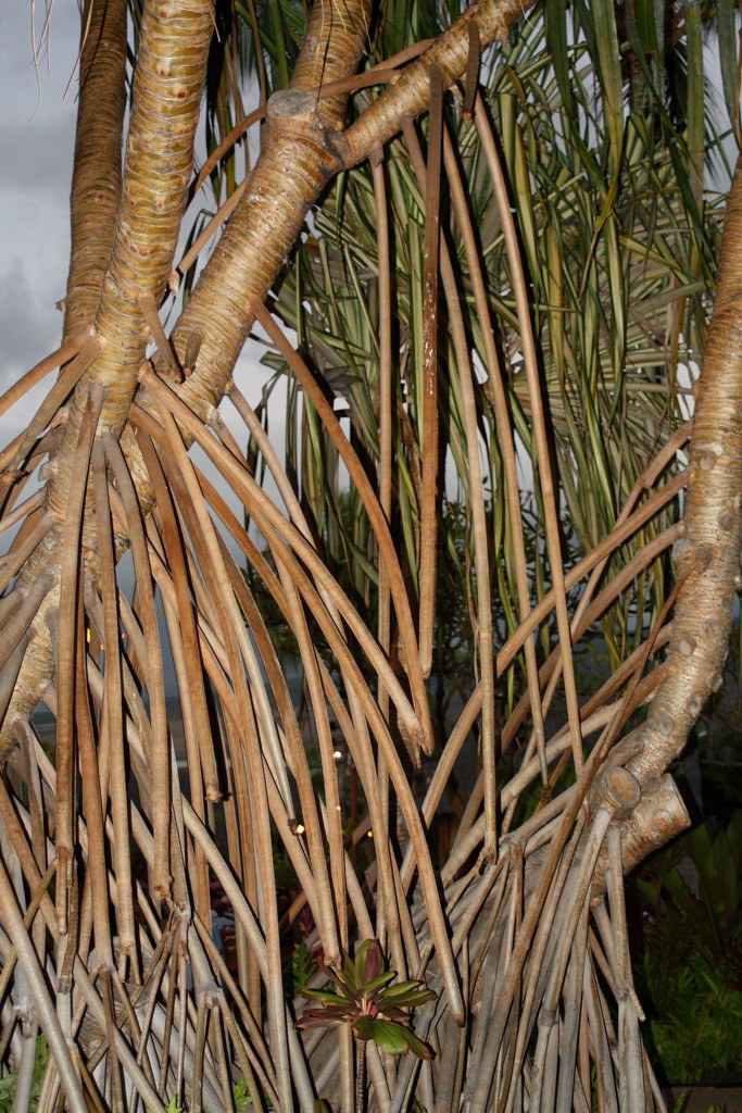 Tree Random tree with crazy roots at the luau ewvarn Flickr