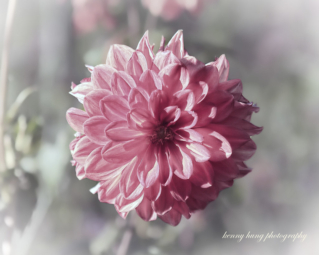 The Dahlia Gardening is the art that uses flowers and plan… Flickr