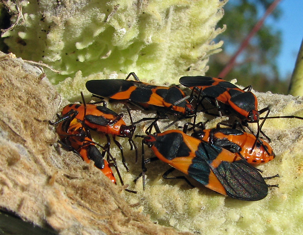 Black And Orange Milkweed Bugs IMG_8691 qe MaggieDu Flickr