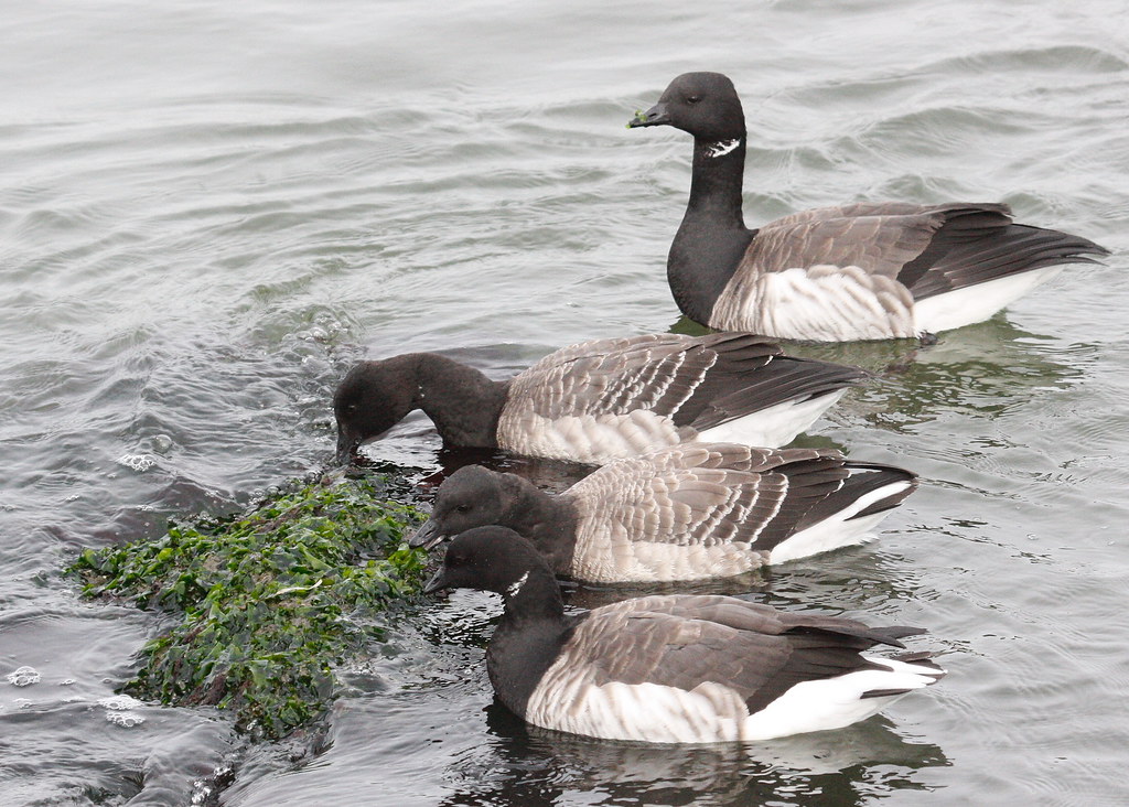 Atlantic Brant Atlantic Brant at Barnegat High Bar Tom Beattie Flickr