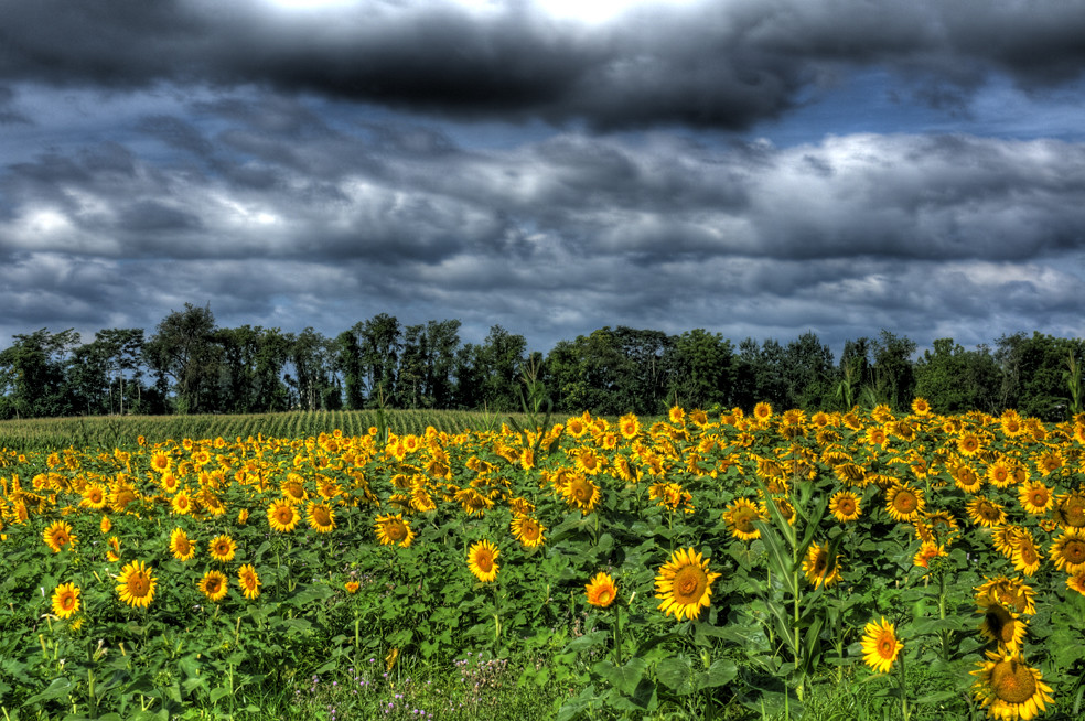 New Jersey Sunflower Field It was a great HDR cloud day! I… Flickr