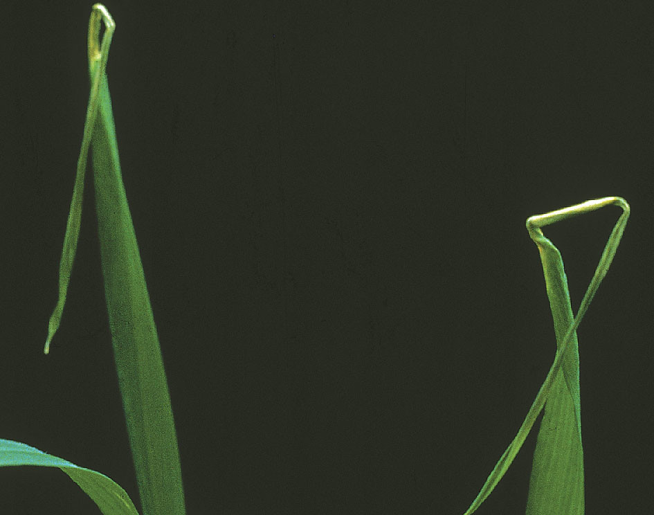 Withertip caused by copper deficiency in wheat Wheat leave… Flickr