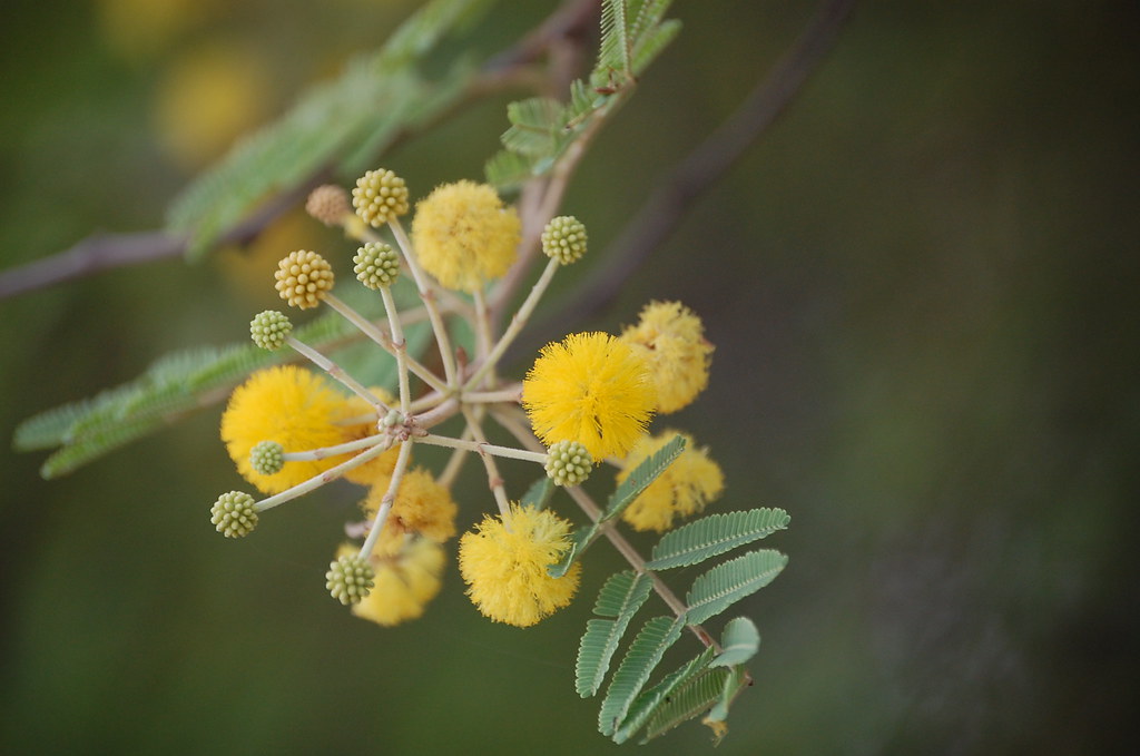 The Egyptian thorn The Egyptian thorn (Acacia nilotica) is… Flickr