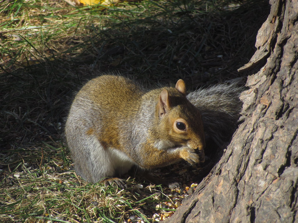 Squirrel Eating Sunflower Seeds SOOC IMG_0142 This photo w… Flickr