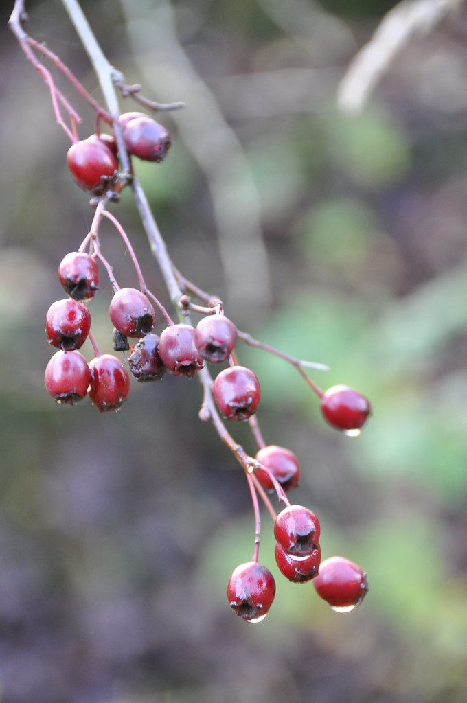 wistow wood huntingdon cambs taken by a 9 year old Flickr