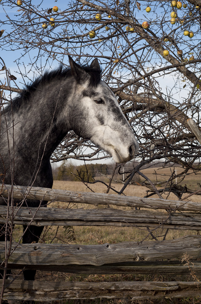 for_me_gravel Horses and horseback riding have been a big … Flickr