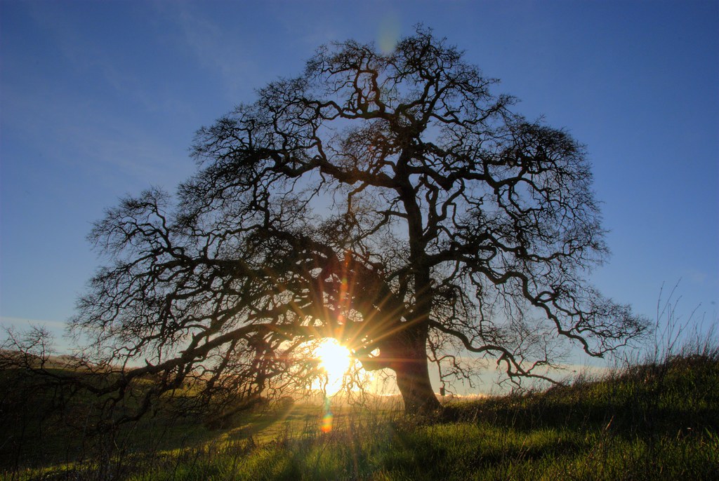 Sun Burst Oak Tree Oak tree with sun setting behind it at … Flickr