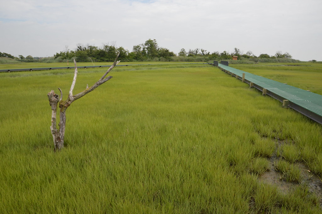 DSC_0201 Marine Nature Study Area, Oceanside, Long Island Joe