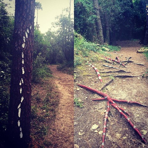 Bosque encantado... bosqueencantado loqueveomientrascorr… Flickr