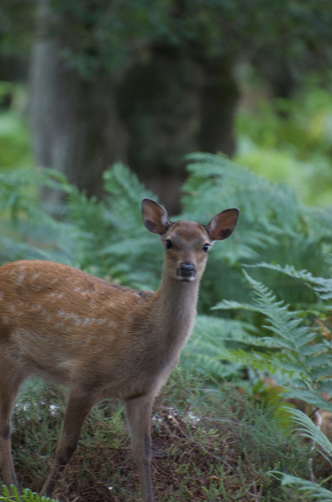 Baby Deer 2 Taken at RSPB Arne Johnson Flickr