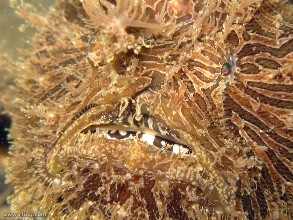 Striped Anglerfish Portrait of a Striped Anglerfish (Anten… Flickr
