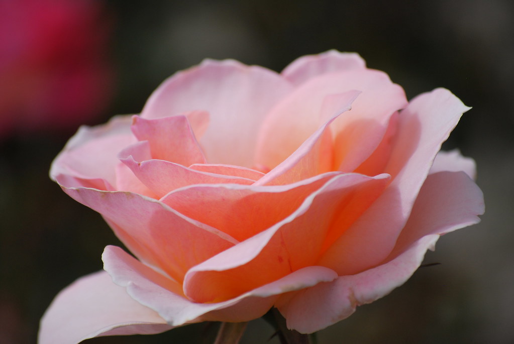 DSC_0069 Romantica rose called "Johann Strauss" at Roger's… Flickr
