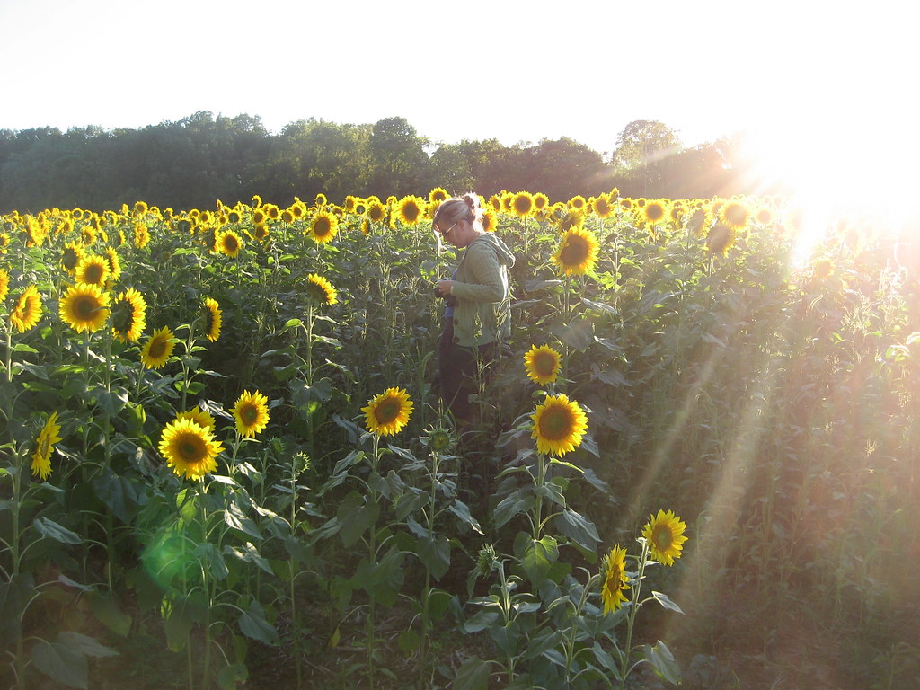 Yellow Springs Sunflower Field Ali Fuller Flickr