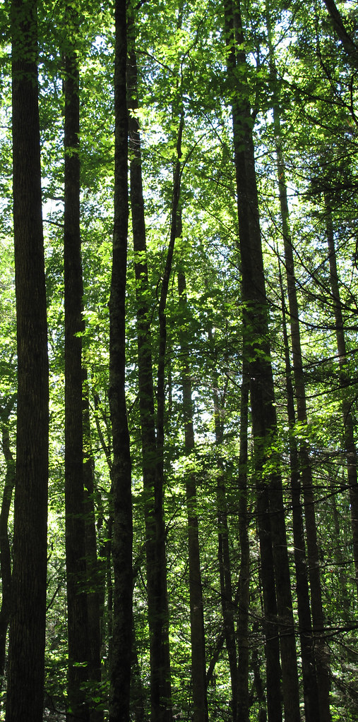 Trees of Pisgah National Forest a photo on Flickriver