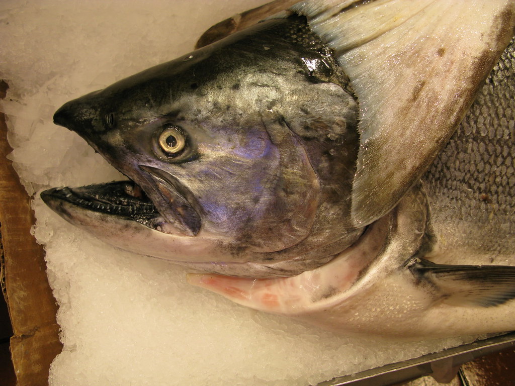 USA2010 Fresh Alaskan salmon Marten Kuilman Flickr
