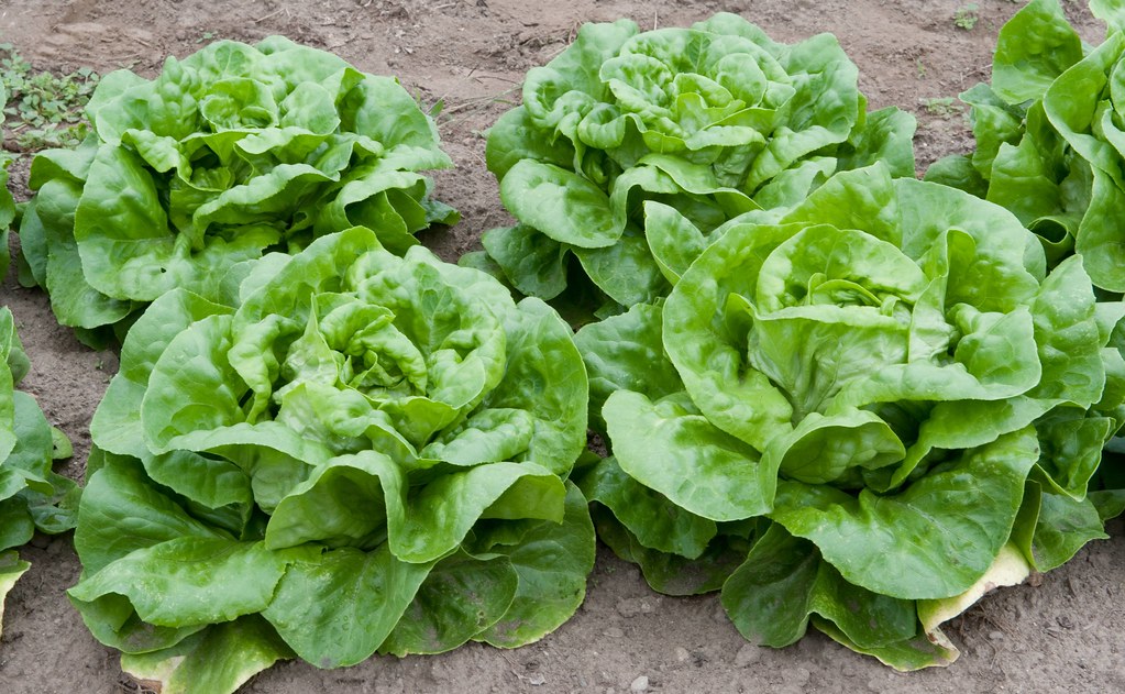 Lettuce "Ermosa", Boston or Butterhead lettuce Dwight Sipler Flickr