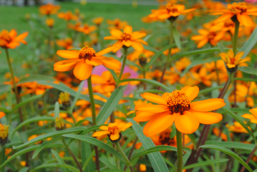 Orange Flowers Taken in the Boston Public Garden in Boston… Flickr