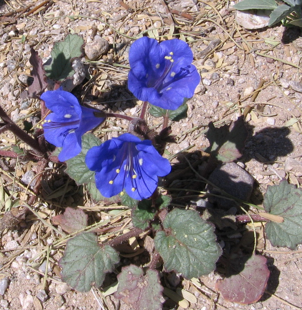 Desert Bluebells (Phacelia campanularia) Desert Bluebells,… Flickr