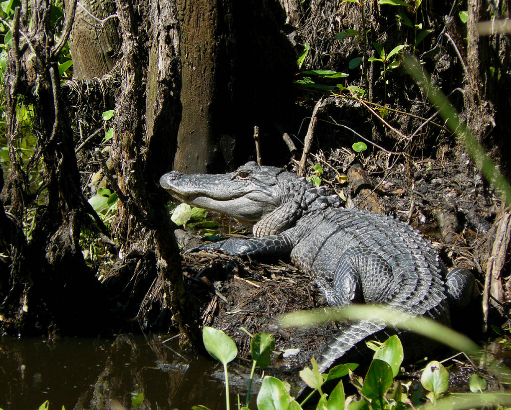 Alligator, south USA Grand Bay Wildlife Managemen… Flickr