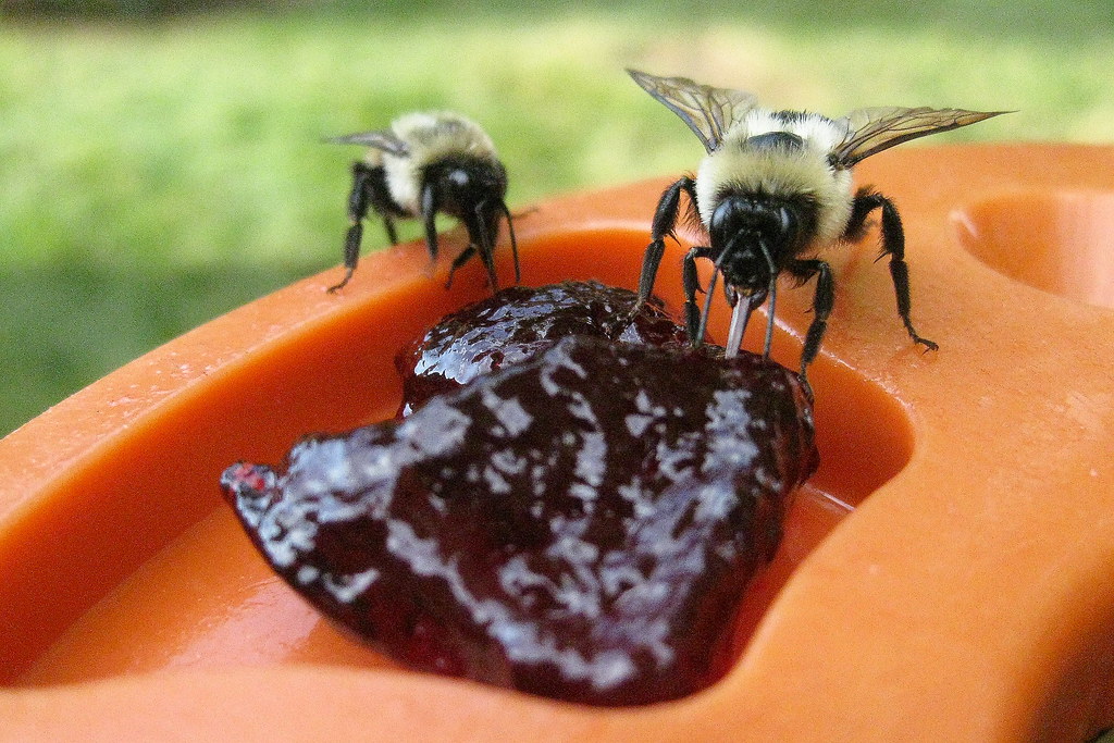 Bumblebees Bumblebees at the Oriole Feeder FitchDnld Flickr