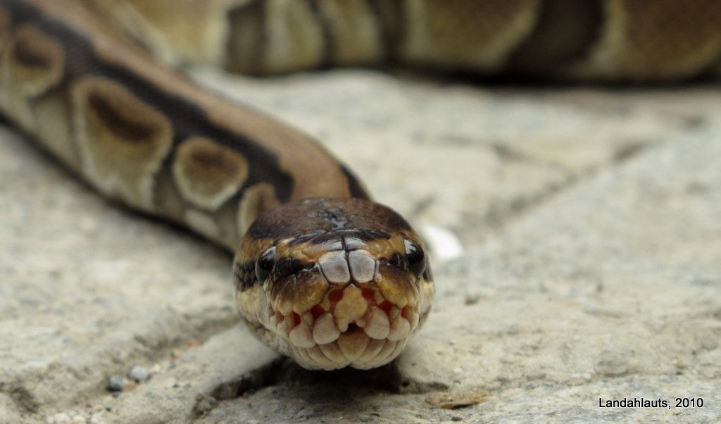 Pitón Real (Python regius) Le gusté... PhotoLanda Flickr