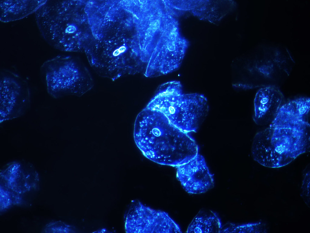 Microscope 400x Cheek Cells Under A Microscope Micropedia