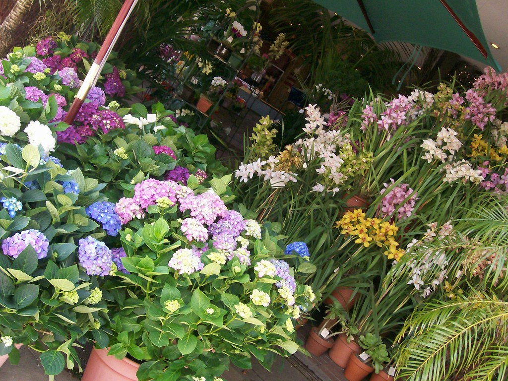 melrose flowers 1 jennifercarbone Flickr