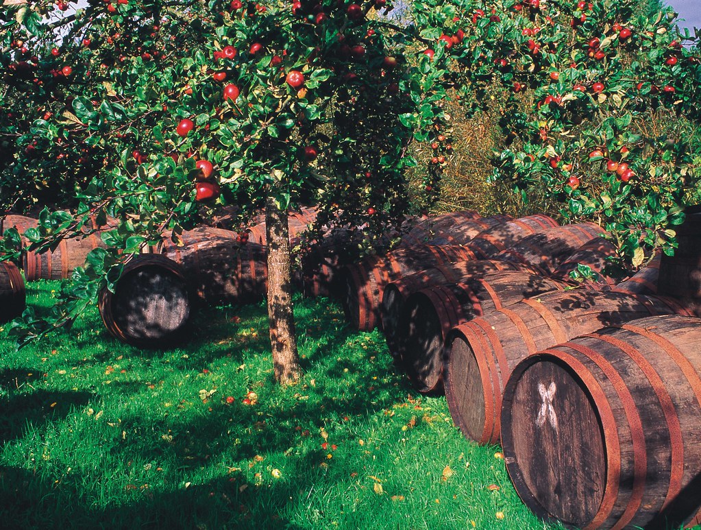 In the cider orchard, Somerset Cider apples trees and barr… Flickr