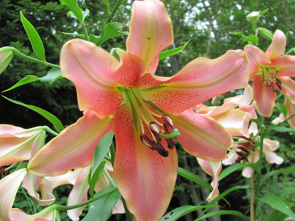 Red Hot lily oriental x trumpet 'Red Hot' planted May210… Flickr