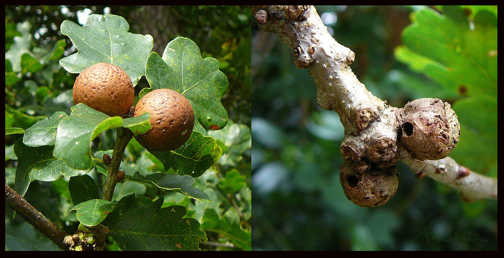 Marble galls This very common gall starts off green in ear… Flickr