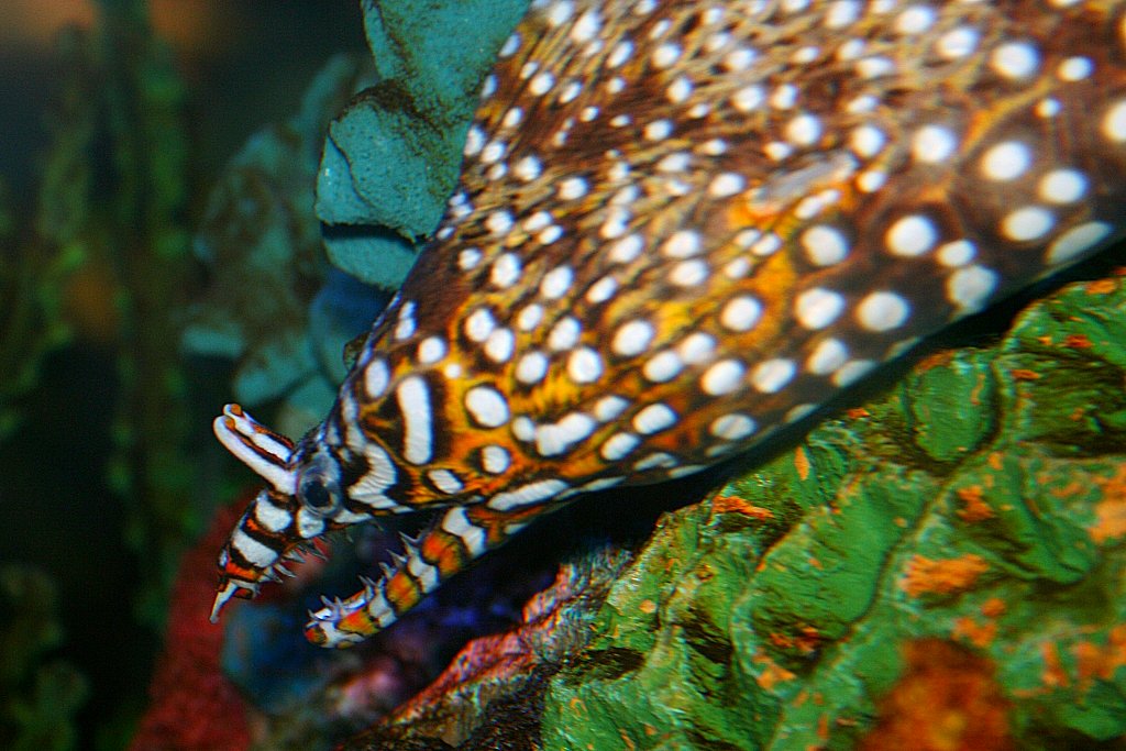 Spotted venomous eel 1024x683 Charlie J Flickr