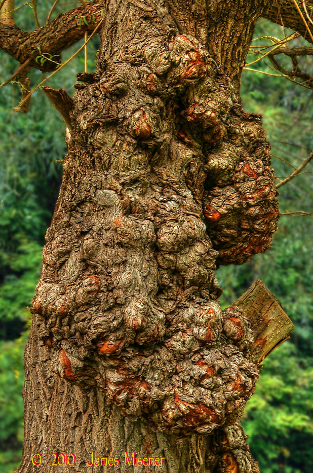 Akron Growth HDR vert Tree Growth HDR Jim Flickr