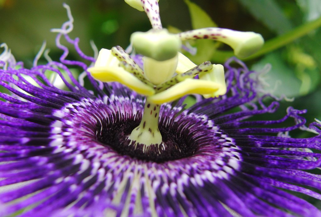 Passion Flower Elfleda Flickr