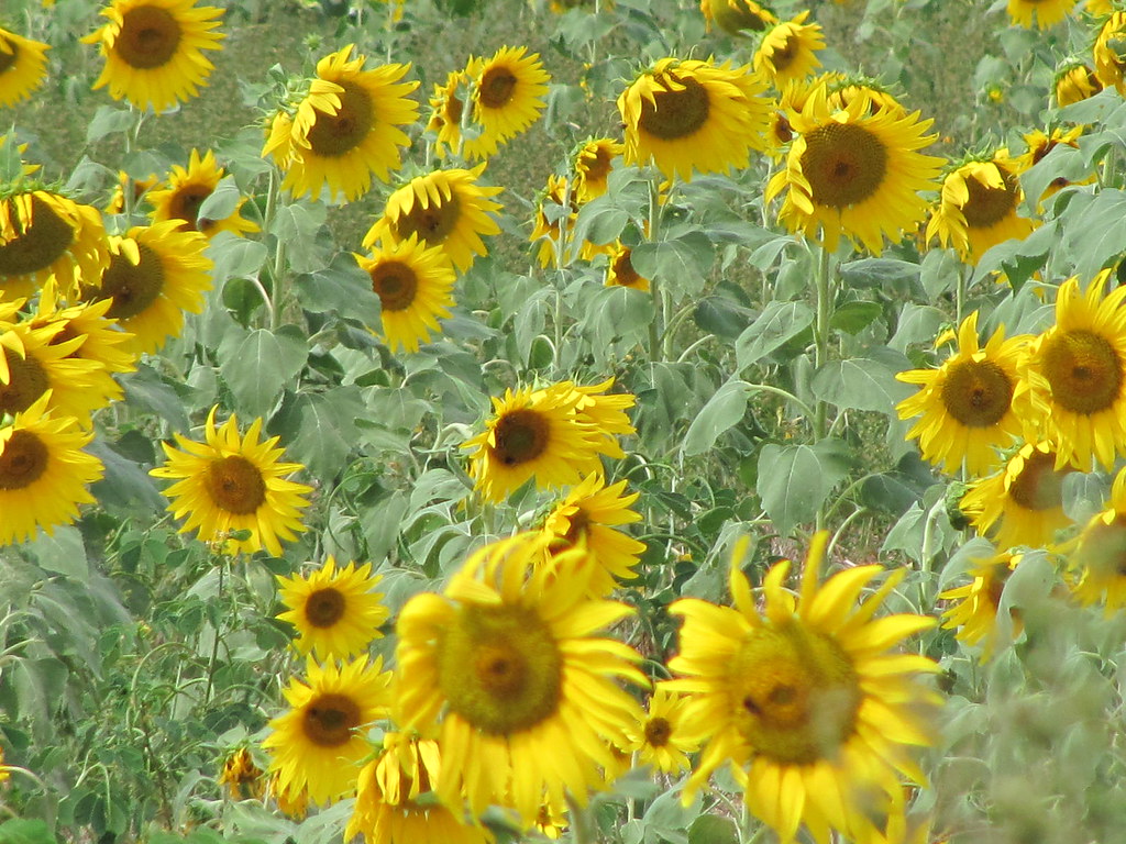 Sunny Sunflowers This field in Piedmont, Alabama was full … Flickr