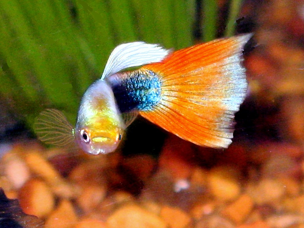 Guppy 3 Guppy closeup at pet store in Houston, Texas. Se… Flickr