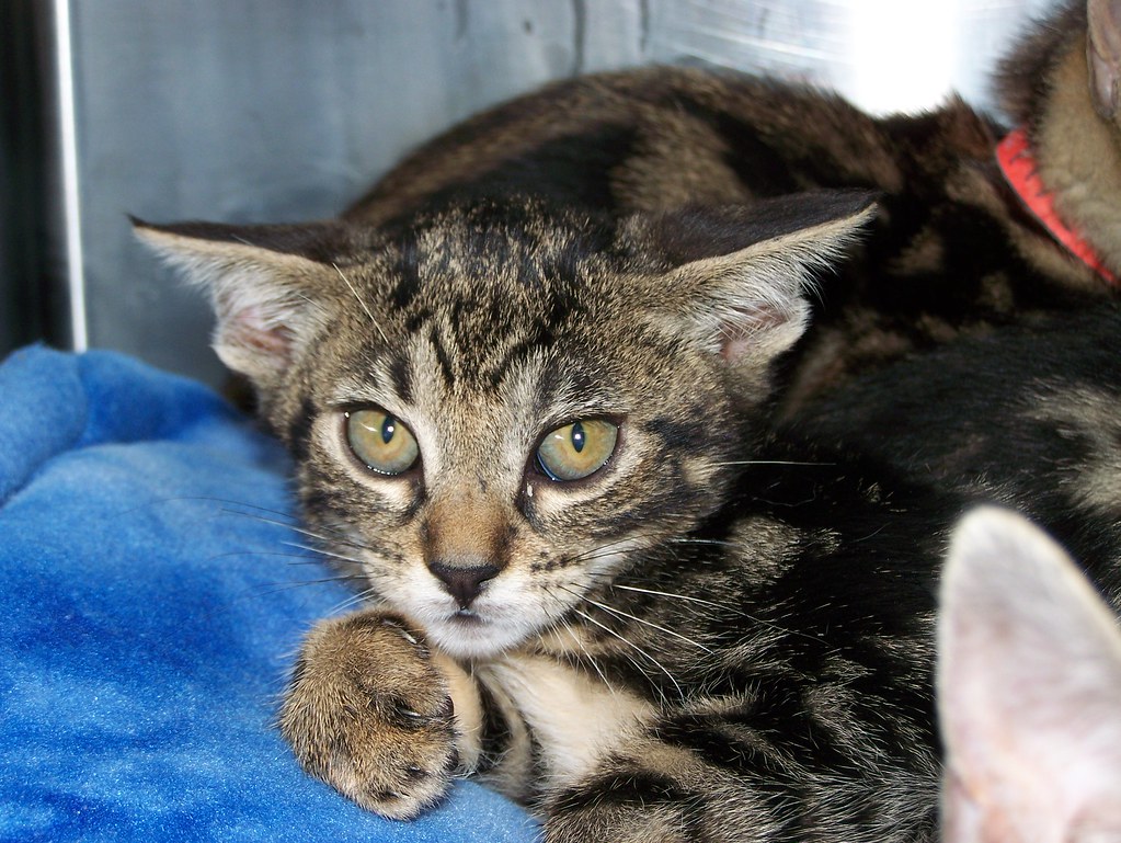 bengal kittens_1949 Rocky Mountain Feline Rescue (formerly known as Animal Rescue and Adpotion