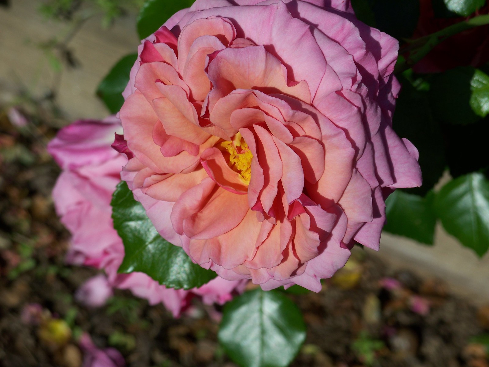fav old garden roses 2 Flickr