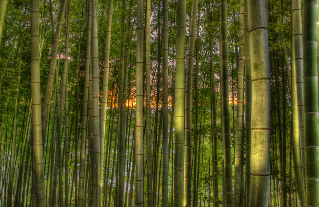 Bamboo Sunset Sunset at the bamboo garden, Kōdaiji Temple… Flickr