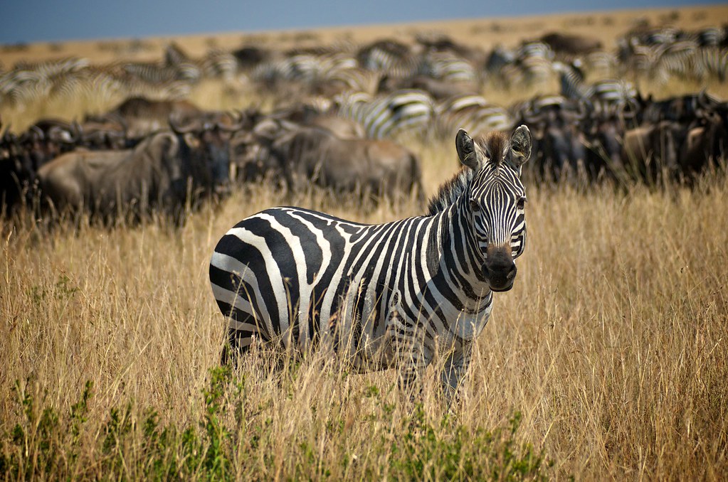 Happy Thanksgiving from a Zebra I must say I am glad that … Flickr
