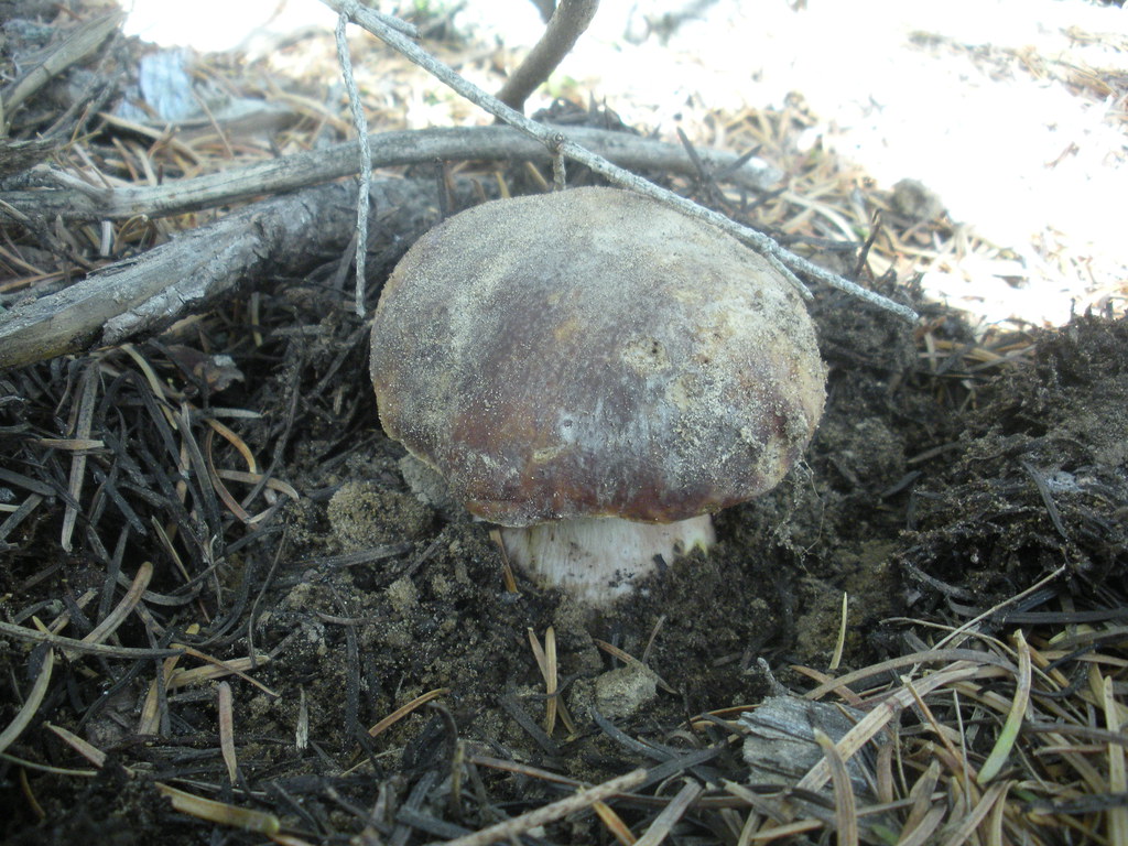 Boletus regineus salabat Flickr