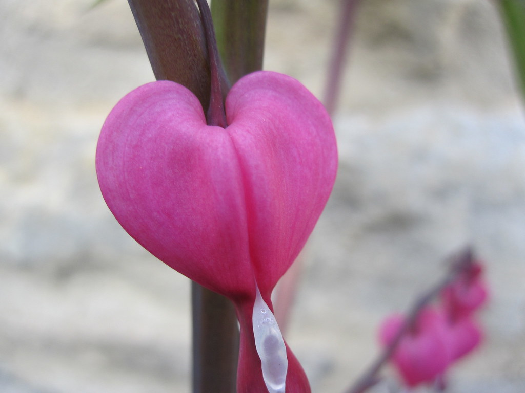 Purple Heart Flower in my garden John Hackston Flickr
